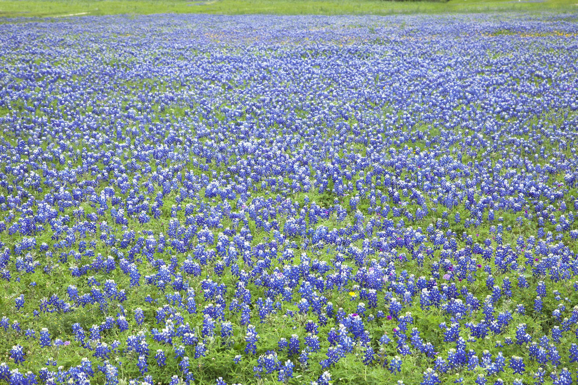 Field of Texas Bluebonnets