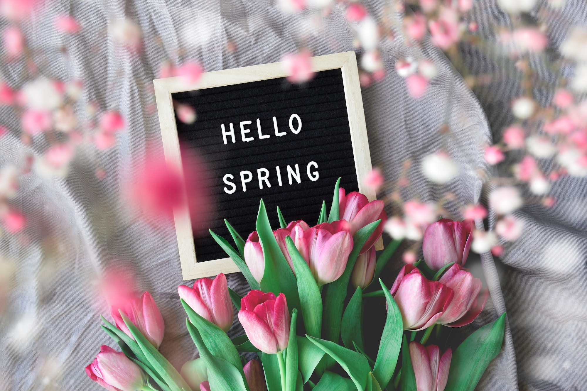 Hello Spring on letter board with pink spring tulips